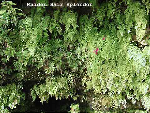 Maiden Hair Splendor