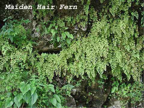 Maiden Hair Fern Fall